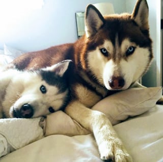 Illustration de l'article : 14 couples de Huskies filant le parfait amour