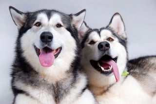 Illustration de l'article : 14 couples de Huskies filant le parfait amour