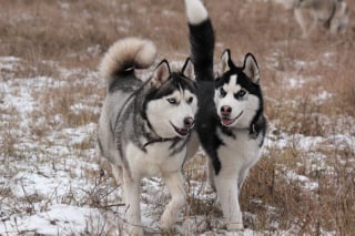 Illustration de l'article : 14 couples de Huskies filant le parfait amour