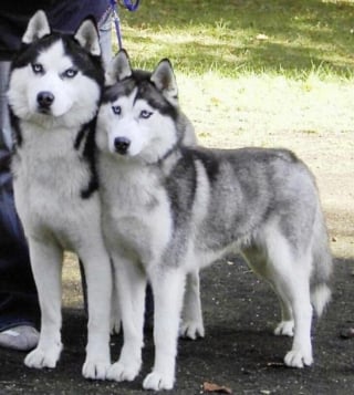 Illustration de l'article : 14 couples de Huskies filant le parfait amour