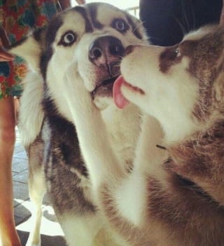 Illustration de l'article : 14 couples de Huskies filant le parfait amour