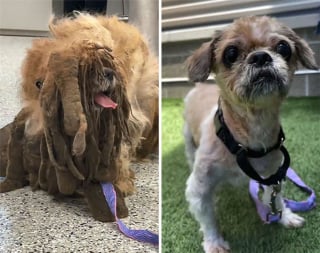 Illustration de l'article : 18 photos illustrant l'étonnante transformation d'un chien errant à la fourrure emmêlée