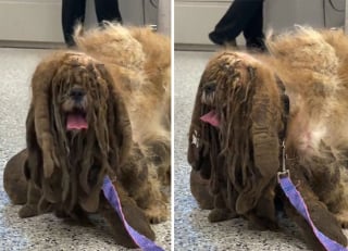 Illustration de l'article : 18 photos illustrant l'étonnante transformation d'un chien errant à la fourrure emmêlée