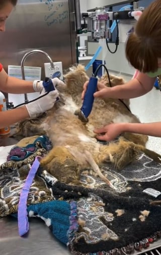 Illustration de l'article : 18 photos illustrant l'étonnante transformation d'un chien errant à la fourrure emmêlée