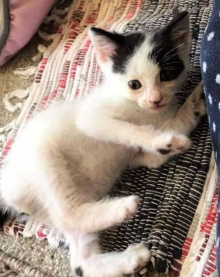 Illustration de l'article : Piégé à l'intérieur d'un camion, ce chaton a voyagé de la Roumanie au Royaume-Uni