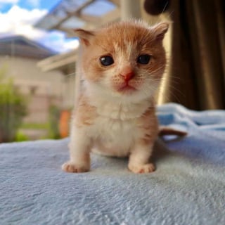 Illustration de l'article : Un minuscule chaton abandonné, sourd et mal en point trouve du réconfort auprès d'un couple bienveillant