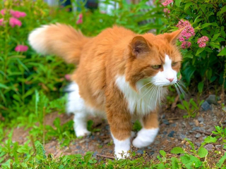 Illustration de l'article : 20 photos de chats seniors qui ont beaucoup d'amour à donner