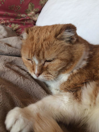 Illustration de l'article : 20 photos de chats seniors qui ont beaucoup d'amour à donner