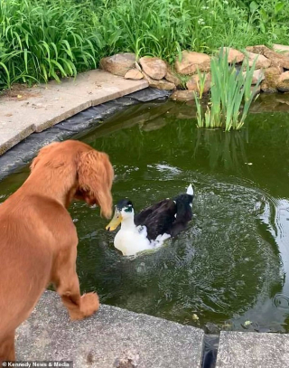 Illustration de l'article : L'adorable vidéo d'une chienne et d'un canard devenus les meilleurs amis du monde