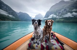 Illustration de l'article : 11 photos de chiens prises dans les plus beaux endroits du monde