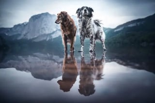 Illustration de l'article : 11 photos de chiens prises dans les plus beaux endroits du monde