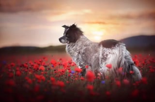 Illustration de l'article : 11 photos de chiens prises dans les plus beaux endroits du monde