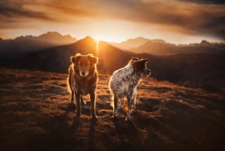 Illustration de l'article : 11 photos de chiens prises dans les plus beaux endroits du monde