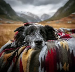 Illustration de l'article : 11 photos de chiens prises dans les plus beaux endroits du monde