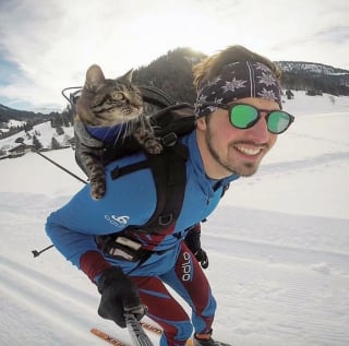 Illustration de l'article : 10 photos illustrant la vie palpitante d'un chat aventurier