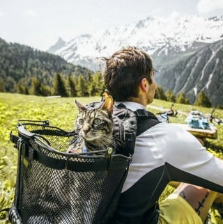 Illustration de l'article : 10 photos illustrant la vie palpitante d'un chat aventurier