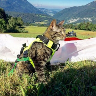 Illustration de l'article : 10 photos illustrant la vie palpitante d'un chat aventurier