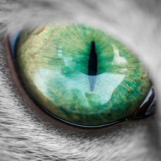 Illustration de l'article : 12 photos de chattes aux yeux d'une beauté renversante