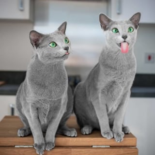 Illustration de l'article : 12 photos de chattes aux yeux d'une beauté renversante