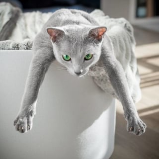 Illustration de l'article : 12 photos de chattes aux yeux d'une beauté renversante