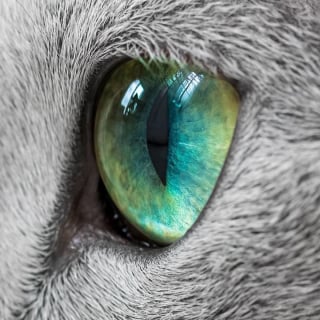 Illustration de l'article : 12 photos de chattes aux yeux d'une beauté renversante