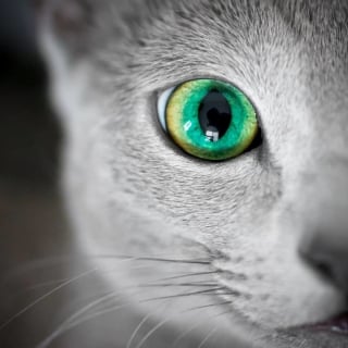 Illustration de l'article : 12 photos de chattes aux yeux d'une beauté renversante