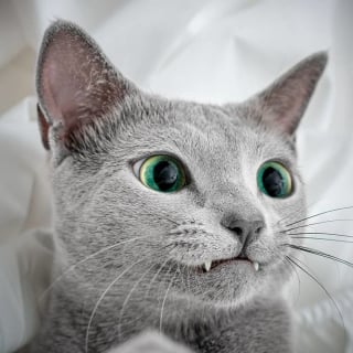 Illustration de l'article : 12 photos de chattes aux yeux d'une beauté renversante