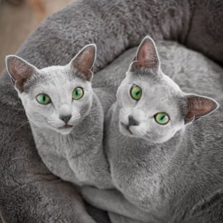 Illustration de l'article : 12 photos de chattes aux yeux d'une beauté renversante