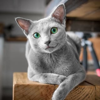 Illustration de l'article : 12 photos de chattes aux yeux d'une beauté renversante