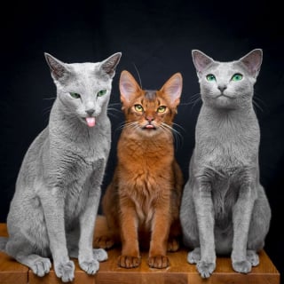 Illustration de l'article : 12 photos de chattes aux yeux d'une beauté renversante