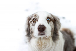 Illustration de l'article : 20 magnifiques photos de chiens prises à la montagne