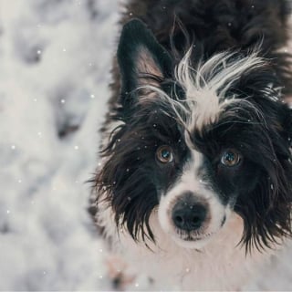 Illustration de l'article : 20 magnifiques photos de chiens prises à la montagne