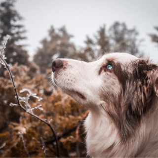 Illustration de l'article : 20 magnifiques photos de chiens prises à la montagne