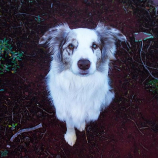 Illustration de l'article : 20 magnifiques photos de chiens prises à la montagne