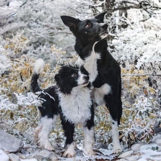 Illustration de l'article : 20 magnifiques photos de chiens prises à la montagne