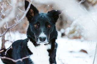 Illustration de l'article : 20 magnifiques photos de chiens prises à la montagne