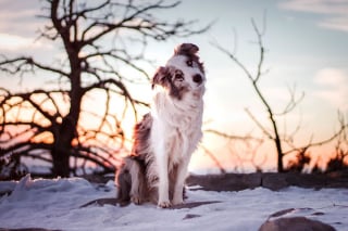 Illustration de l'article : 20 magnifiques photos de chiens prises à la montagne