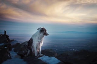 Illustration de l'article : 20 magnifiques photos de chiens prises à la montagne