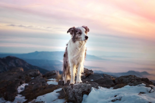 Illustration de l'article : 20 magnifiques photos de chiens prises à la montagne