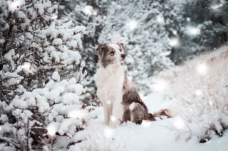 Illustration de l'article : 20 magnifiques photos de chiens prises à la montagne