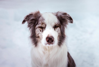 Illustration de l'article : 20 magnifiques photos de chiens prises à la montagne