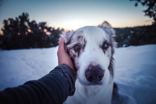 Illustration de l'article : 20 magnifiques photos de chiens prises à la montagne