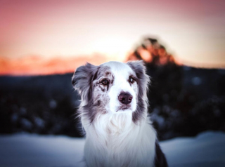 Illustration de l'article : 20 magnifiques photos de chiens prises à la montagne