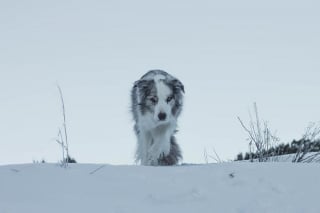 Illustration de l'article : 20 magnifiques photos de chiens prises à la montagne