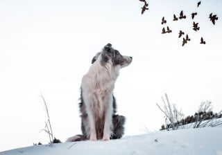 Illustration de l'article : 20 magnifiques photos de chiens prises à la montagne