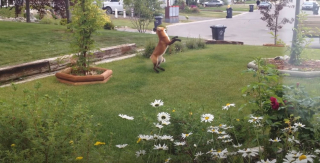 Illustration de l'article : Un chien mécontent observe avec impuissance un renard jouer avec sa balle (vidéo)