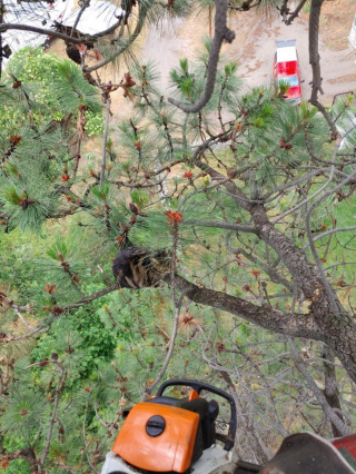 Illustration de l'article : Un homme grimpe dans un arbre de 25 mètres pour récupérer un chat piégé depuis une semaine