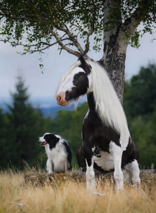 Illustration de l'article : 12 photos d'animaux étonnants qui se ressemblent comme 2 gouttes d'eau