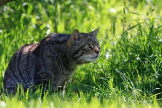 Illustration de l'article : Un chauffeur croit apercevoir un gros chat, mais s'aperçoit qu'il s'agit d'un puma !