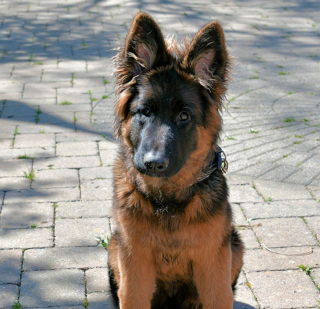 Illustration de l'article : Un chien avale une pique à brochette qui reste coincée dans son corps pendant 2 mois